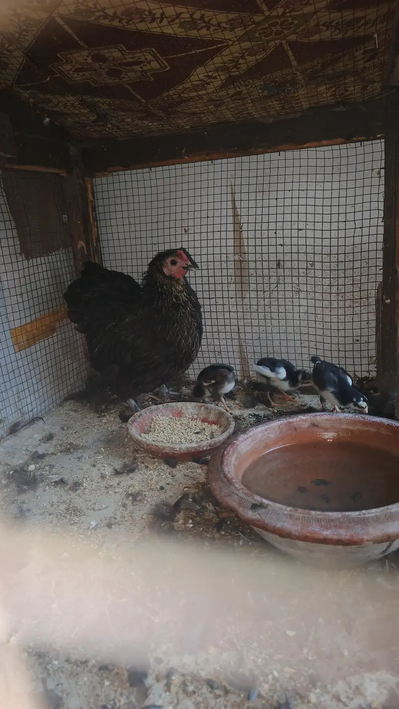 bantam female with 3 chick for sale — photo 9