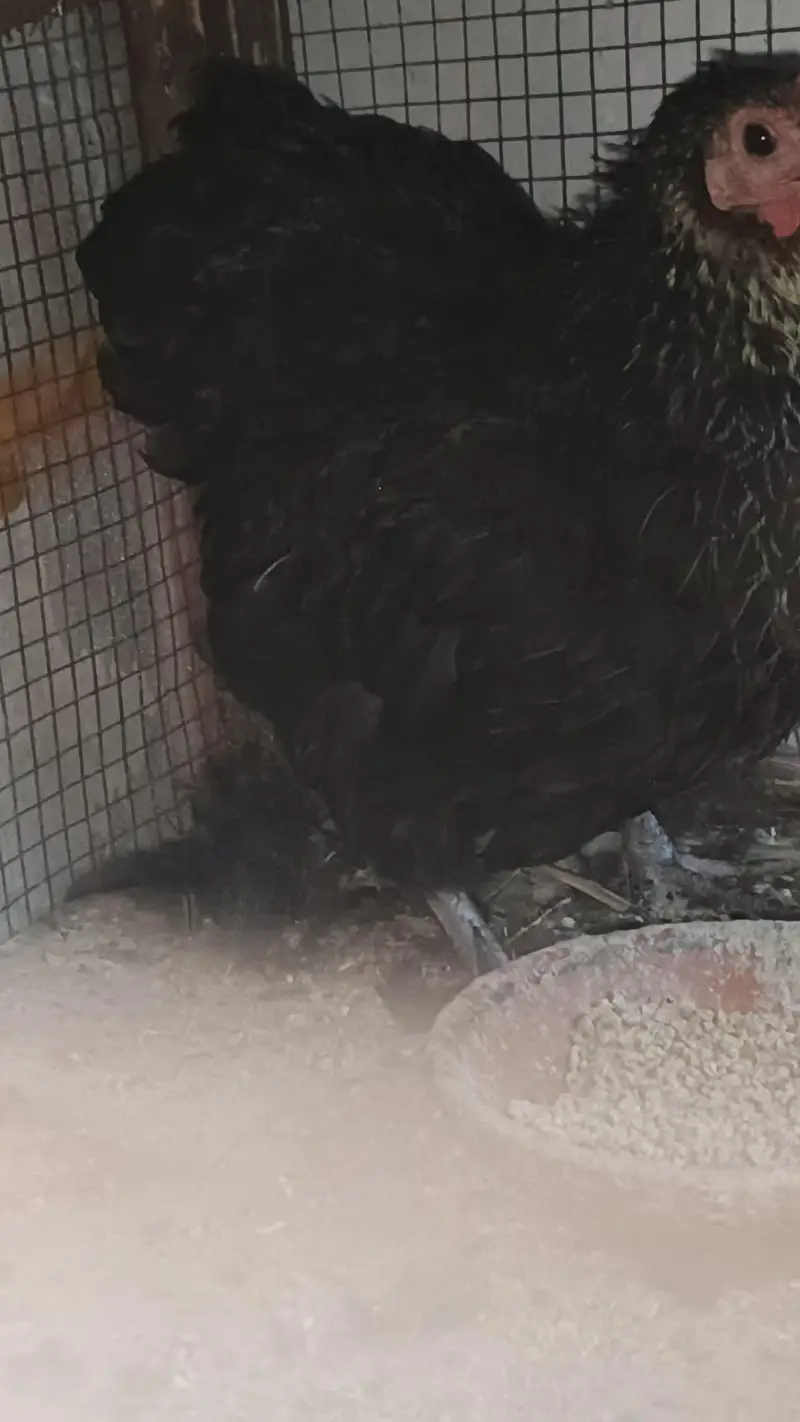 bantam female with 3 chick for sale — photo 10