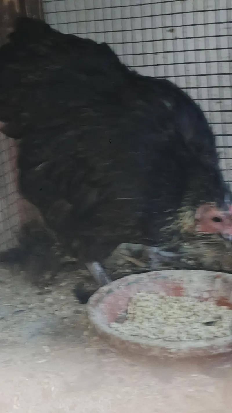 bantam female with 3 chick for sale — photo 11