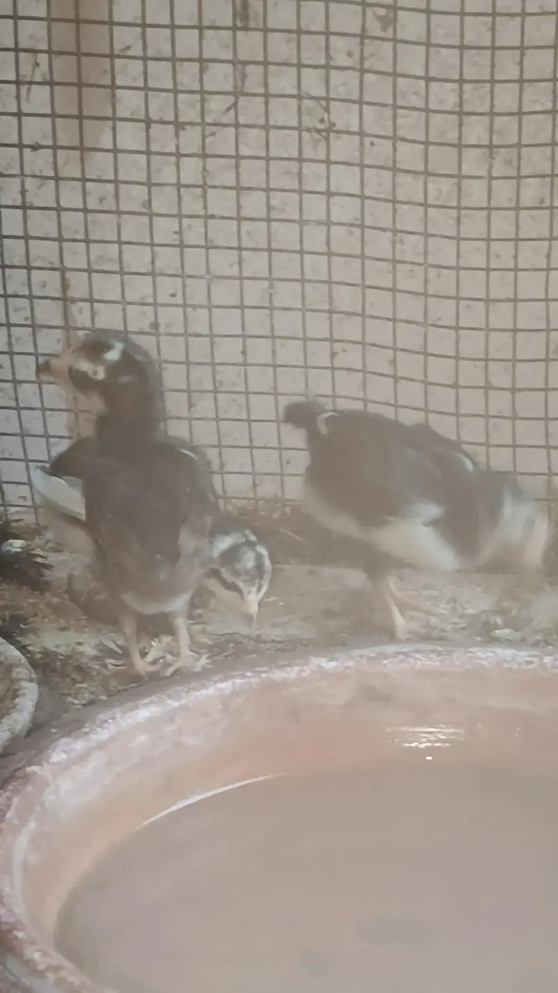 bantam female with 3 chick for sale — photo 12