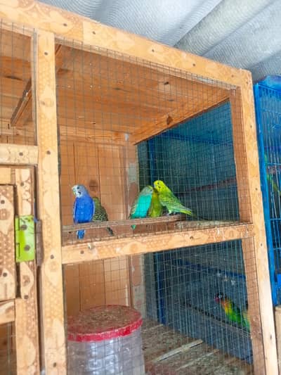 budgies & hen