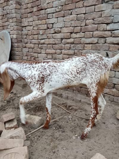 pior desi path available
