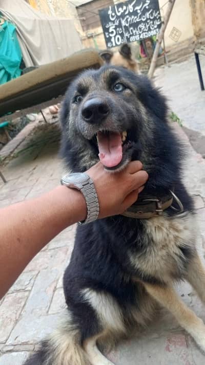 shepsky