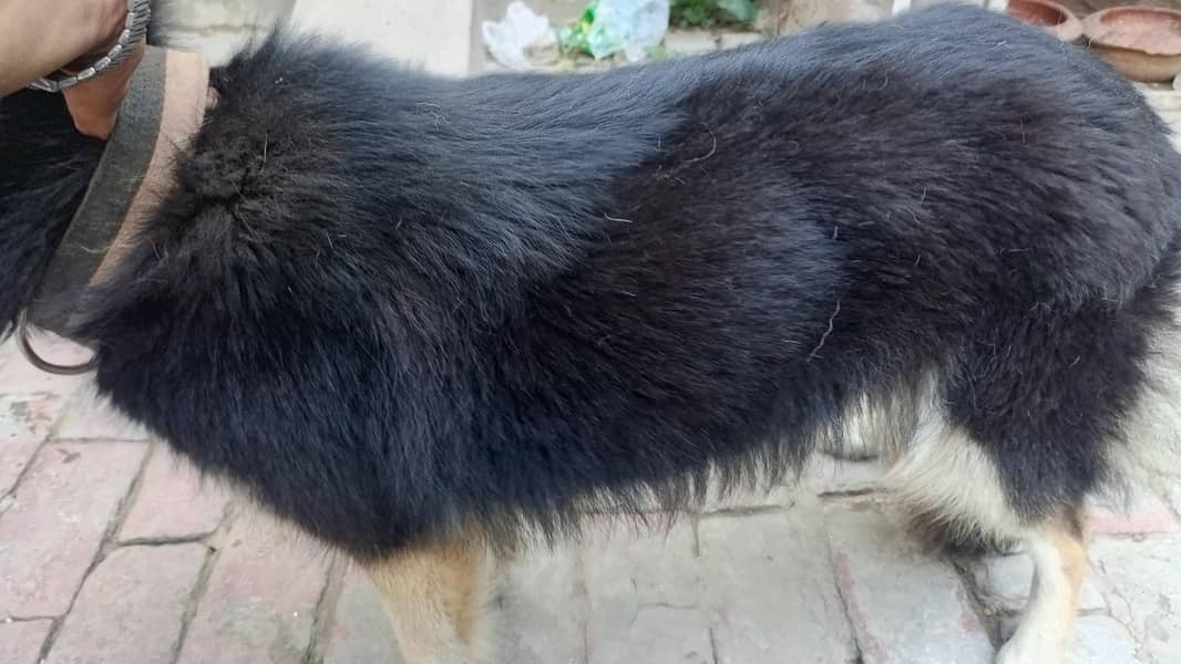 shepsky 1
