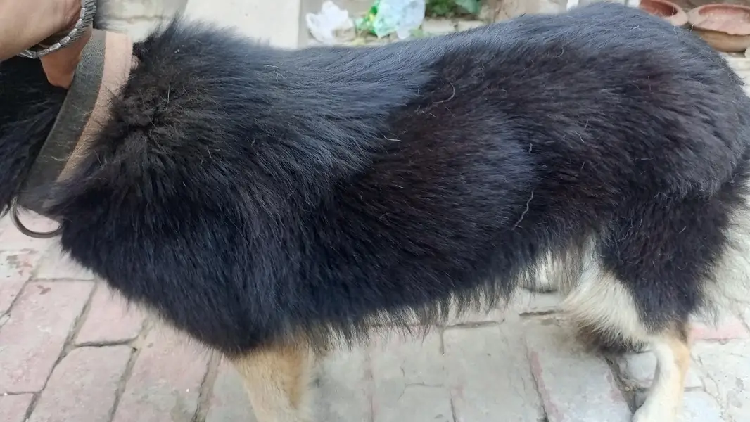 shepsky — photo 2