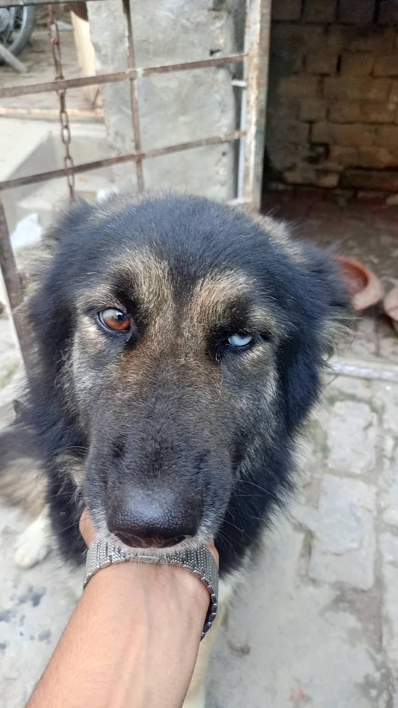 shepsky 2