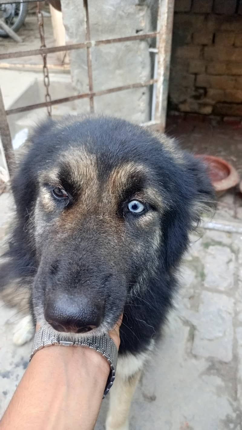 shepsky 3
