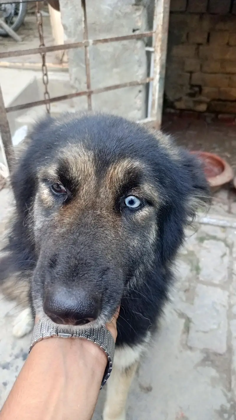 shepsky — photo 4