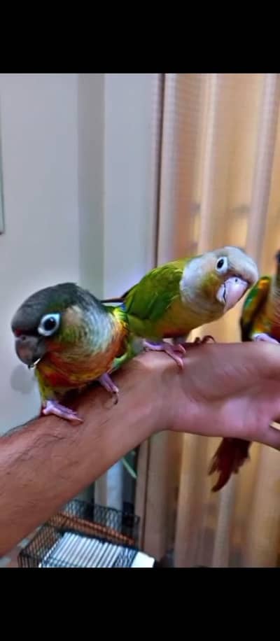 Handtame conure, cockatiel, sun conure, gouldian finches
