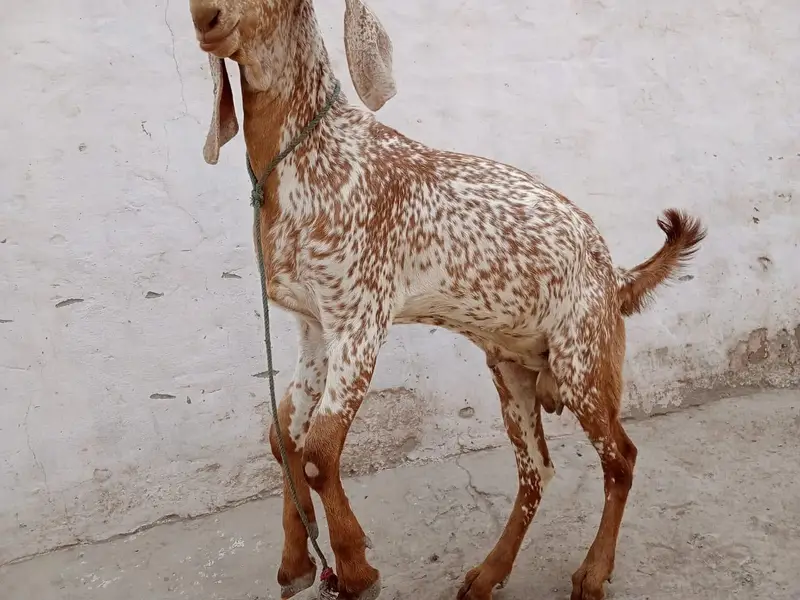 desi Bakra for Sale Mashallah Call 03405796364 — photo 2