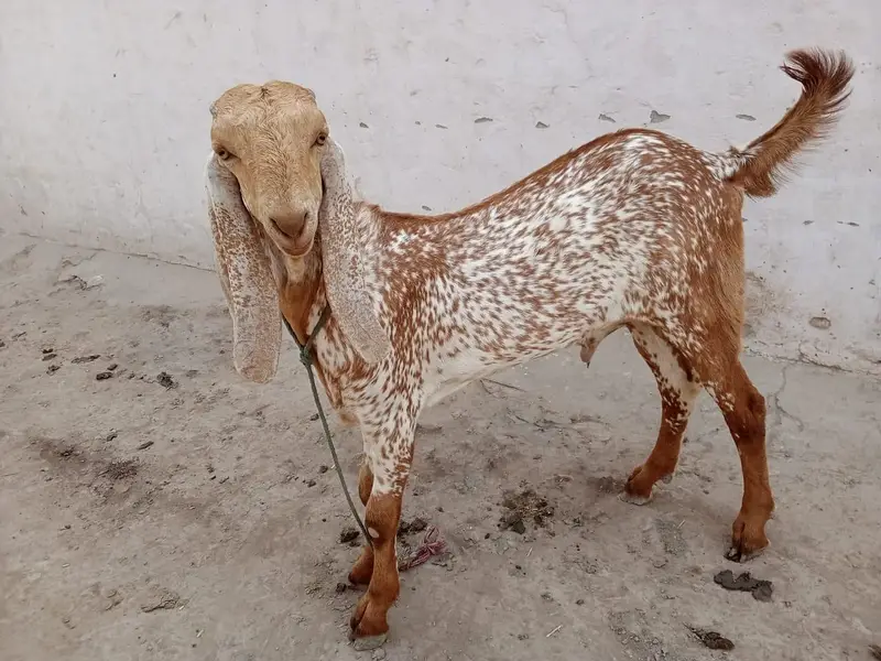 desi Bakra for Sale Mashallah Call 03405796364 — photo 3