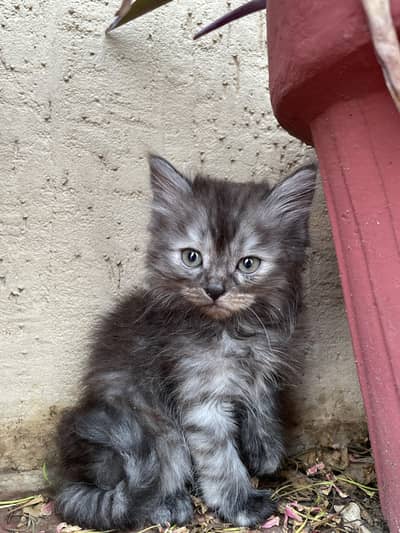 kittens for sale