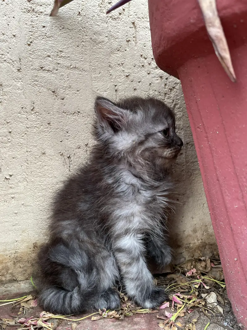 kittens for sale — photo 2
