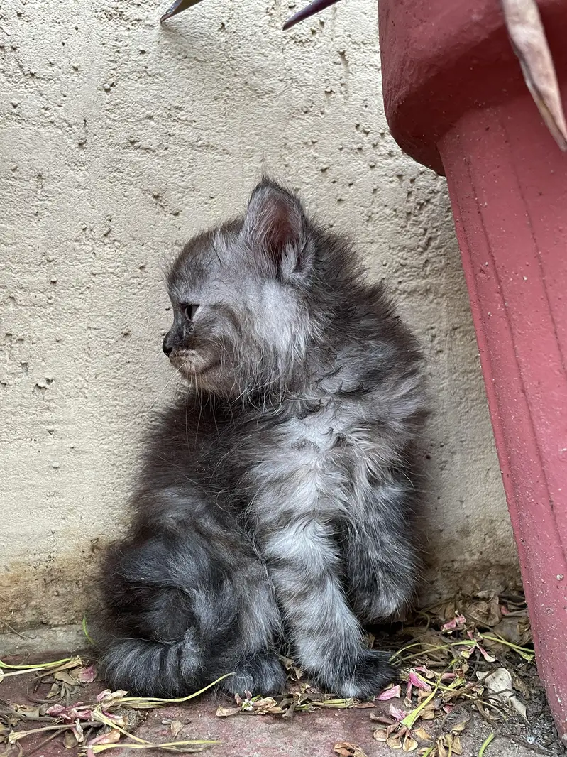 kittens for sale — photo 3