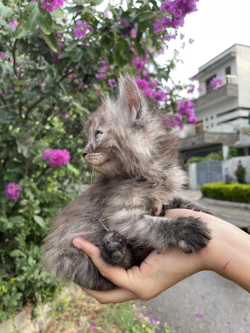 kittens for sale — photo 4