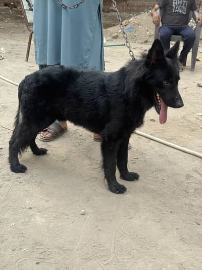 Black shepherd Male pedigree