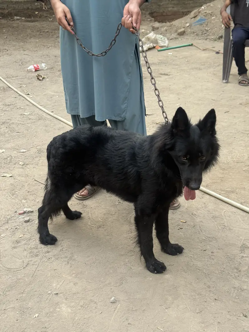 Black shepherd Male pedigree — photo 2