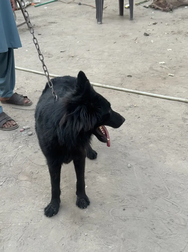 Black shepherd Male pedigree — photo 3