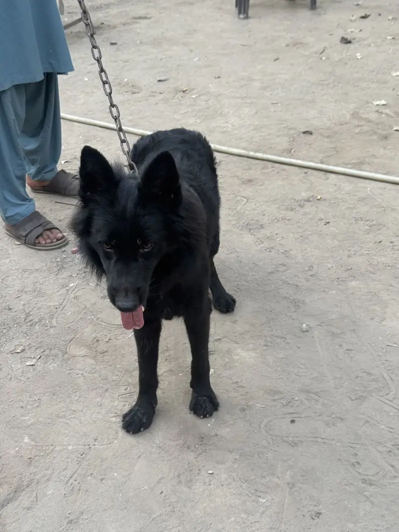 Black shepherd Male pedigree — photo 4