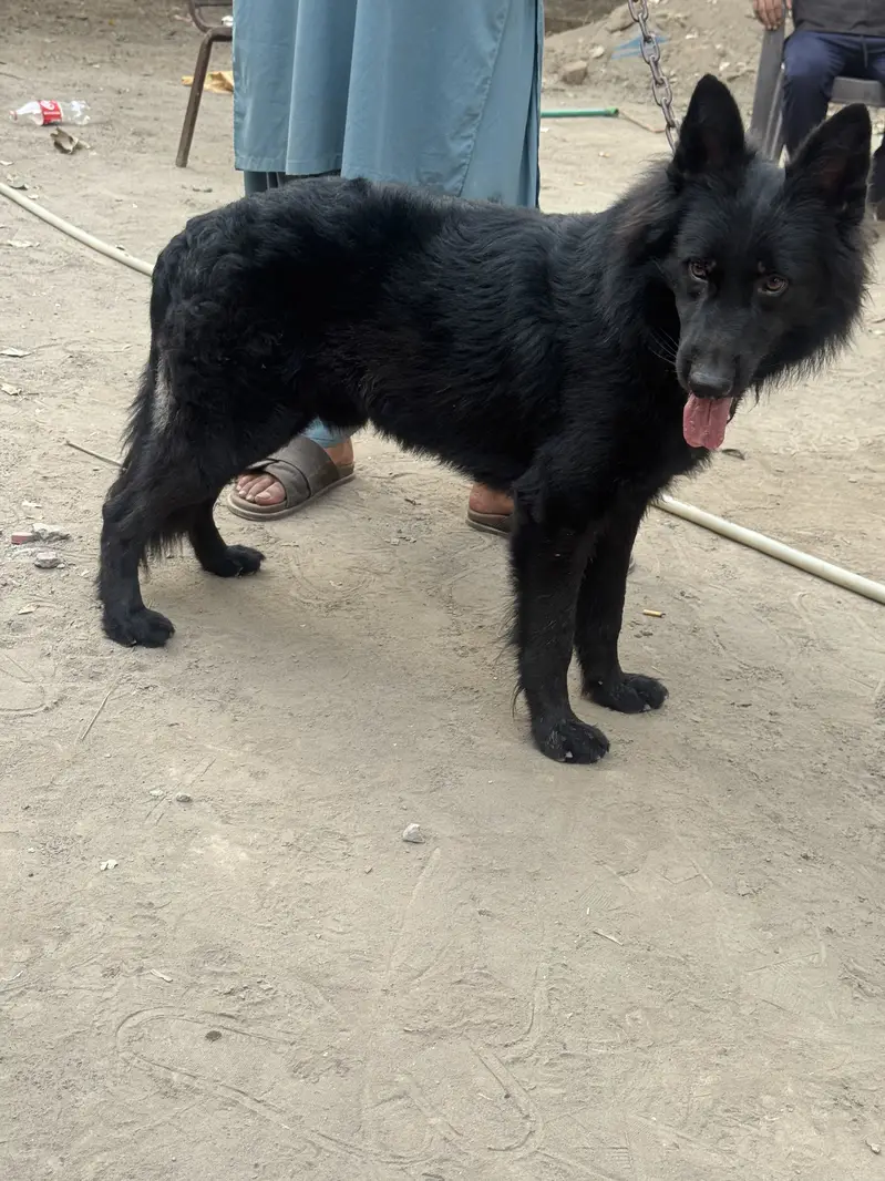 Black shepherd Male pedigree — photo 5