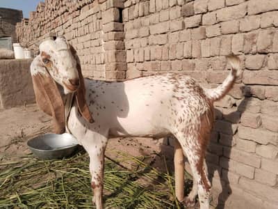 desi Bakra for Sale Mashallah Call 03188945675