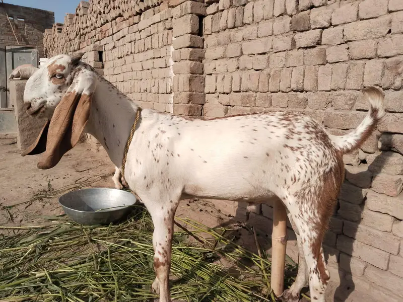 desi Bakra for Sale Mashallah Call 03188945675 — photo 2