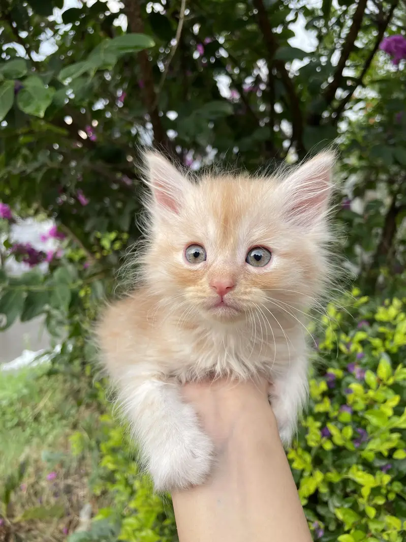 kittens for sale — photo 5