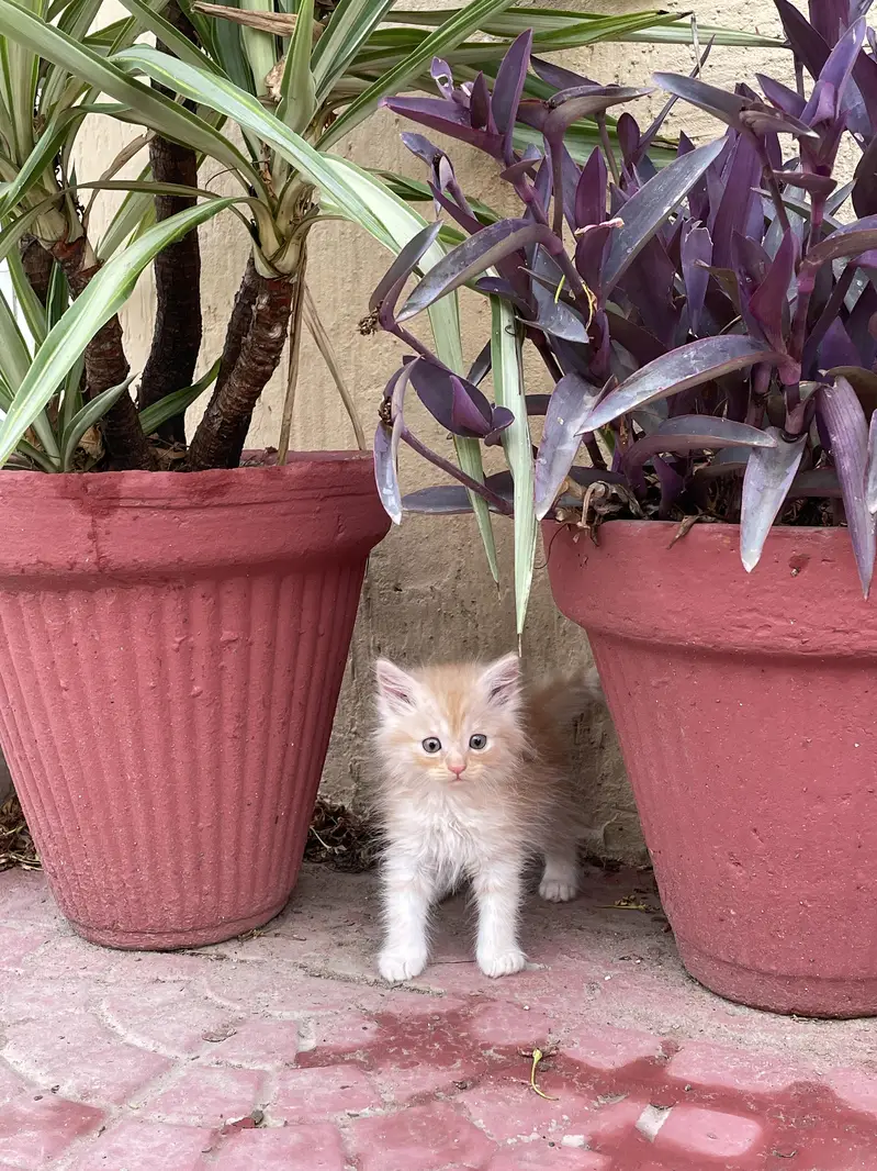 kittens for sale — photo 6