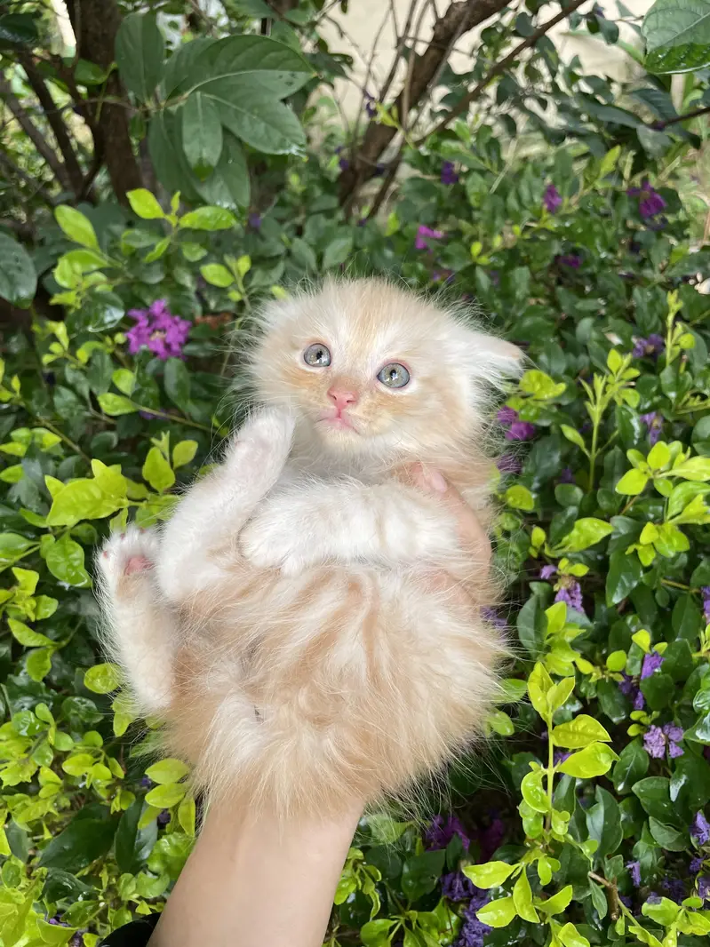 kittens for sale — photo 7