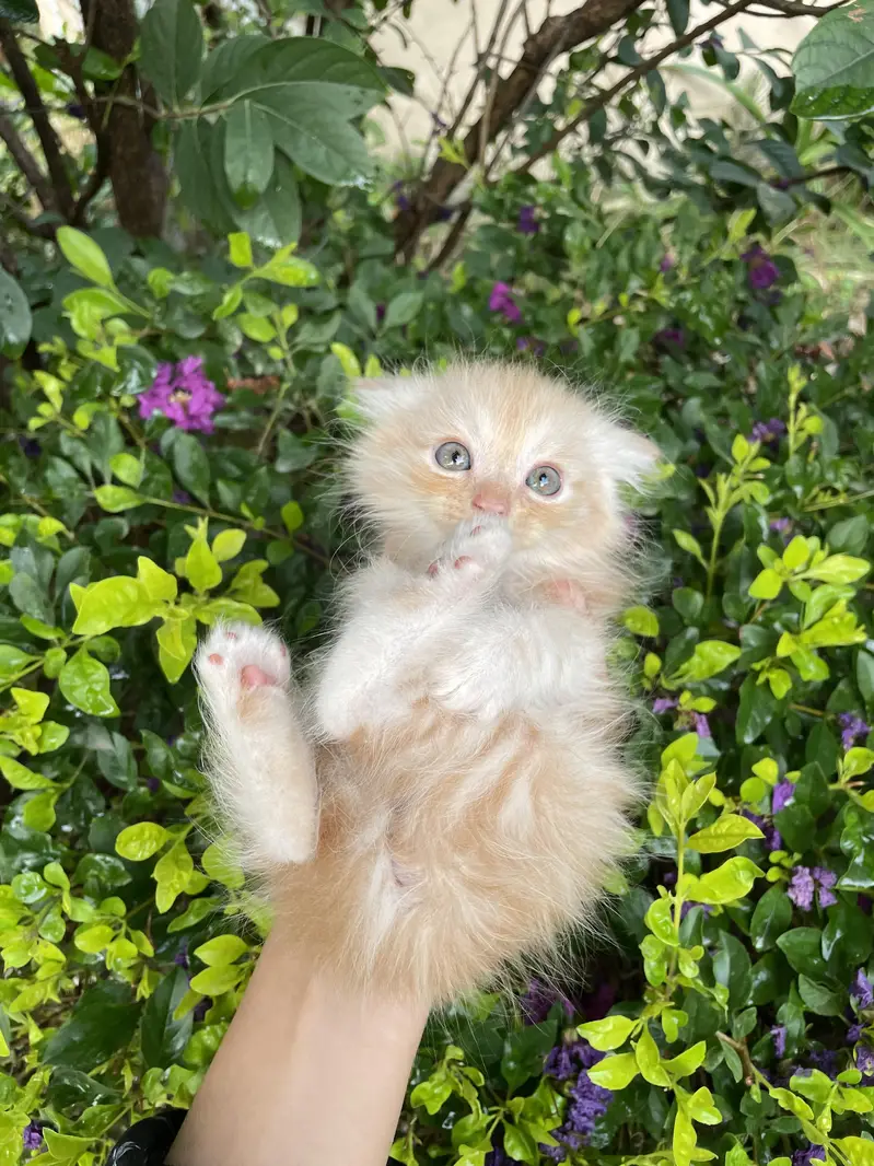 kittens for sale — photo 8