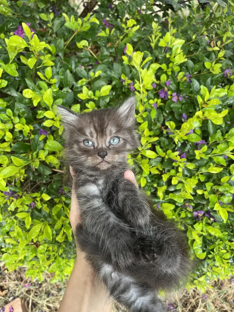 kittens for sale — photo 9