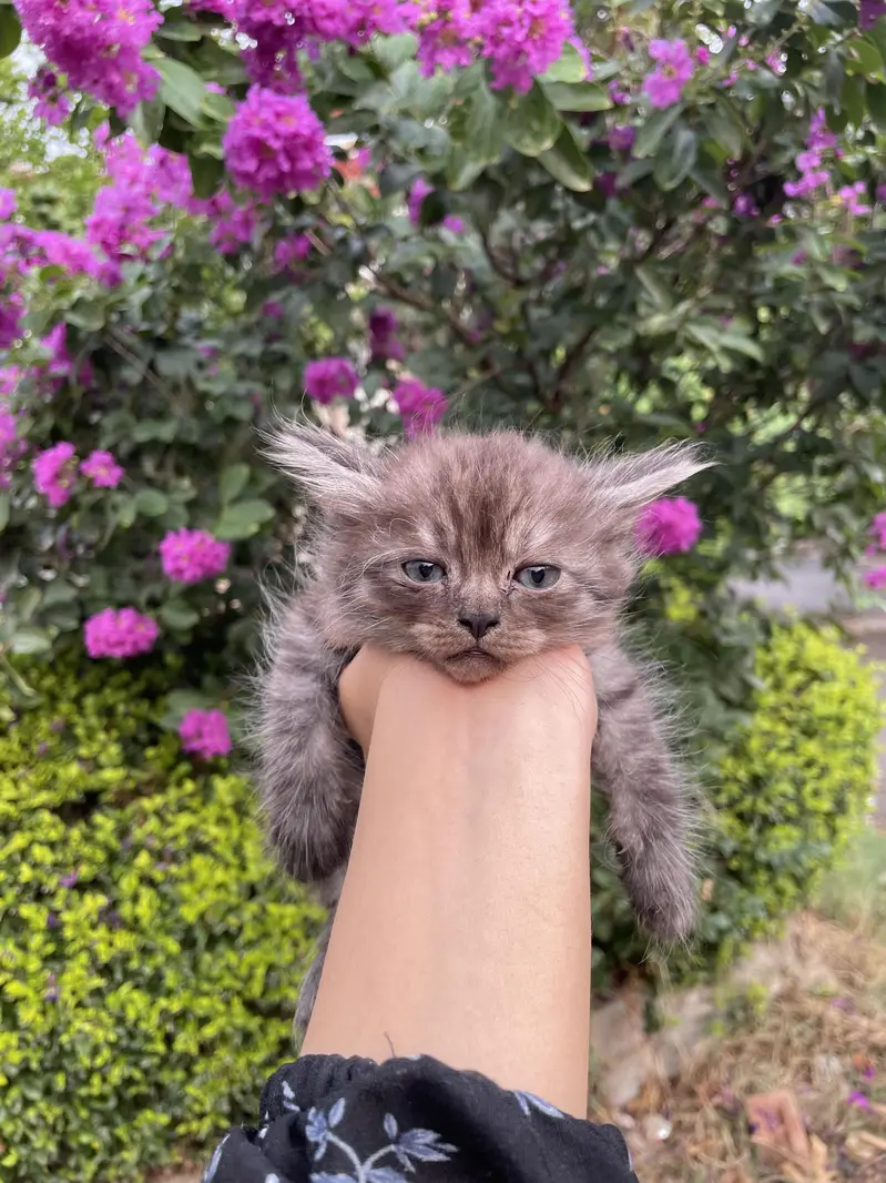 kittens for sale — photo 10