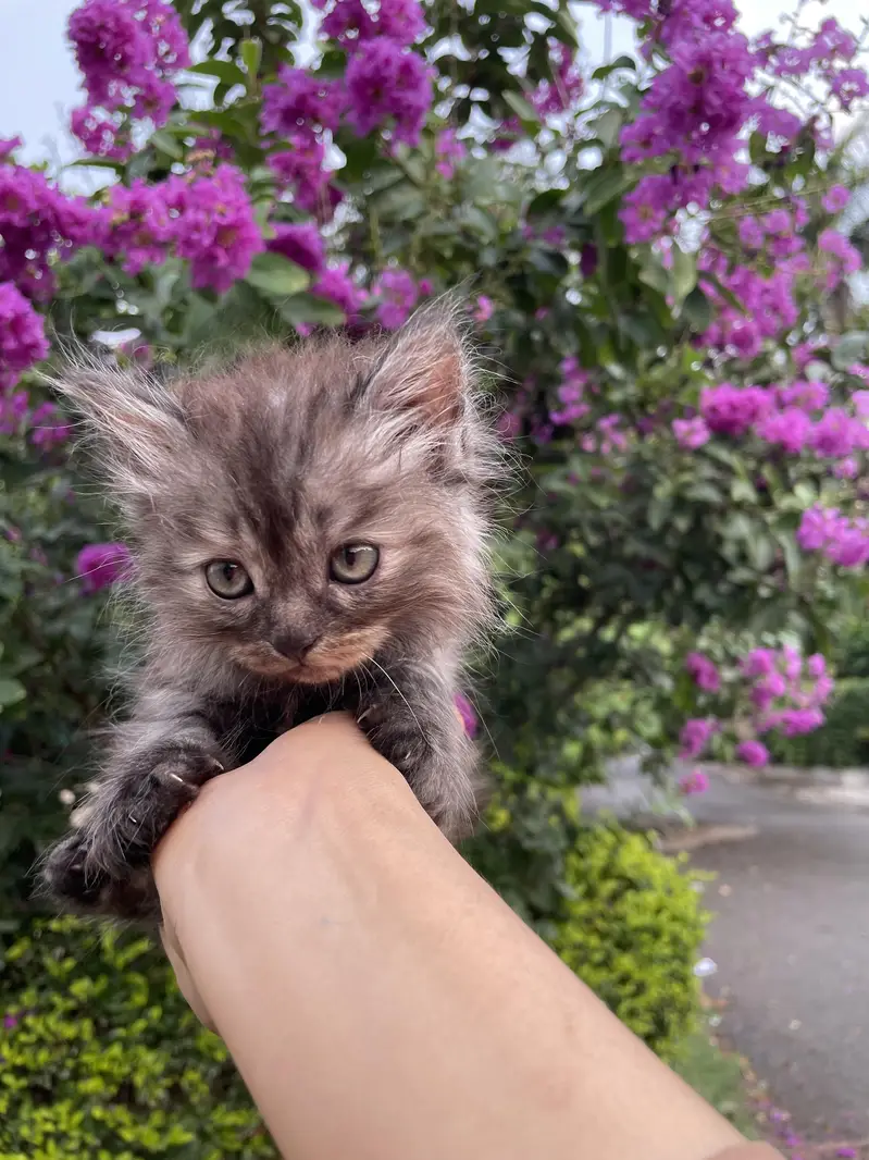 kittens for sale — photo 11