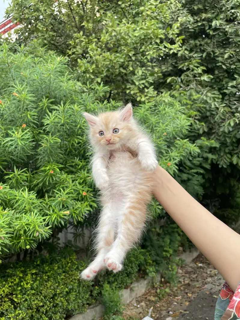 kittens for sale — photo 12