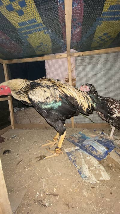 Aseel murga for sell