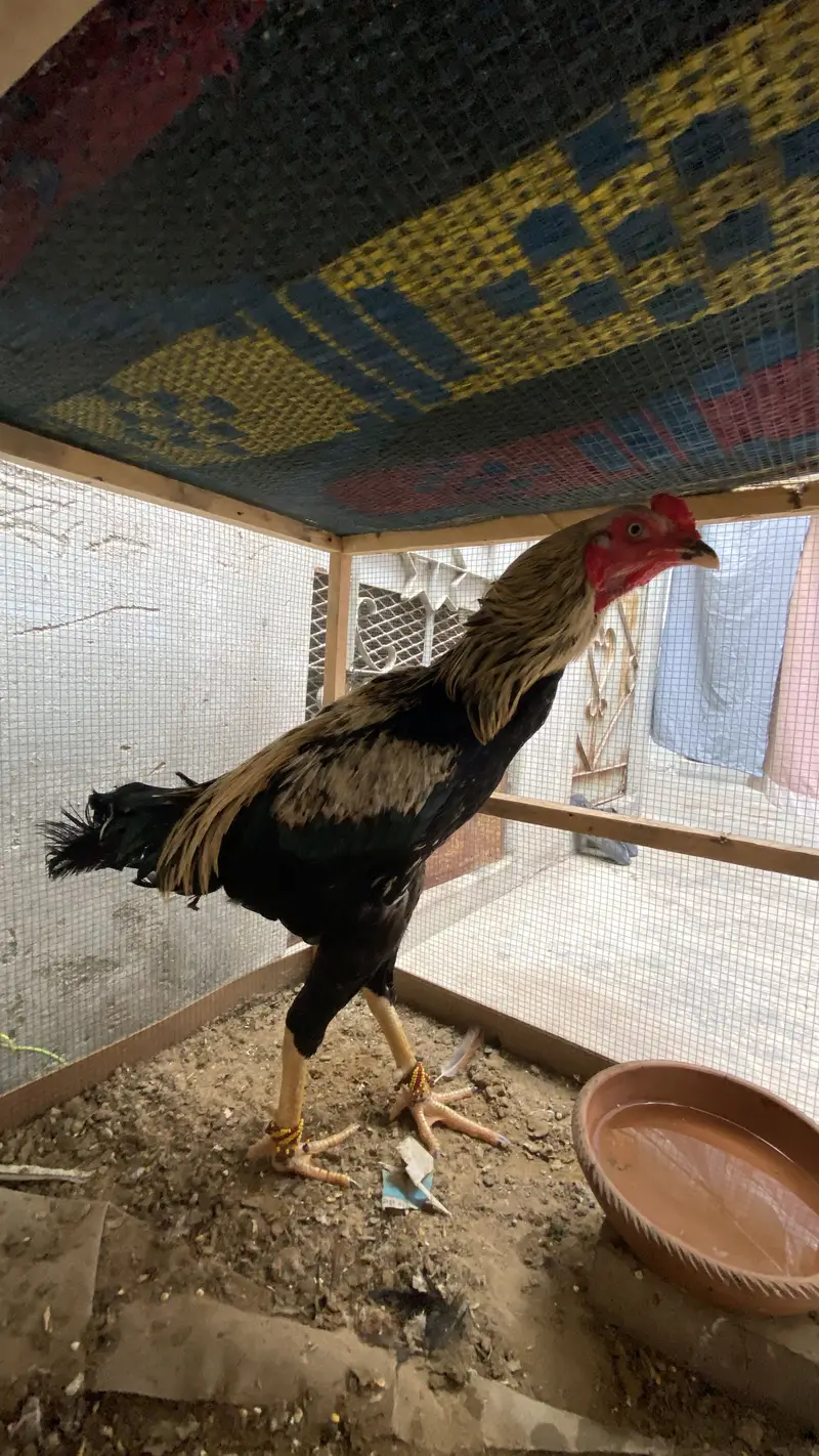 Aseel murga for sell — photo 2
