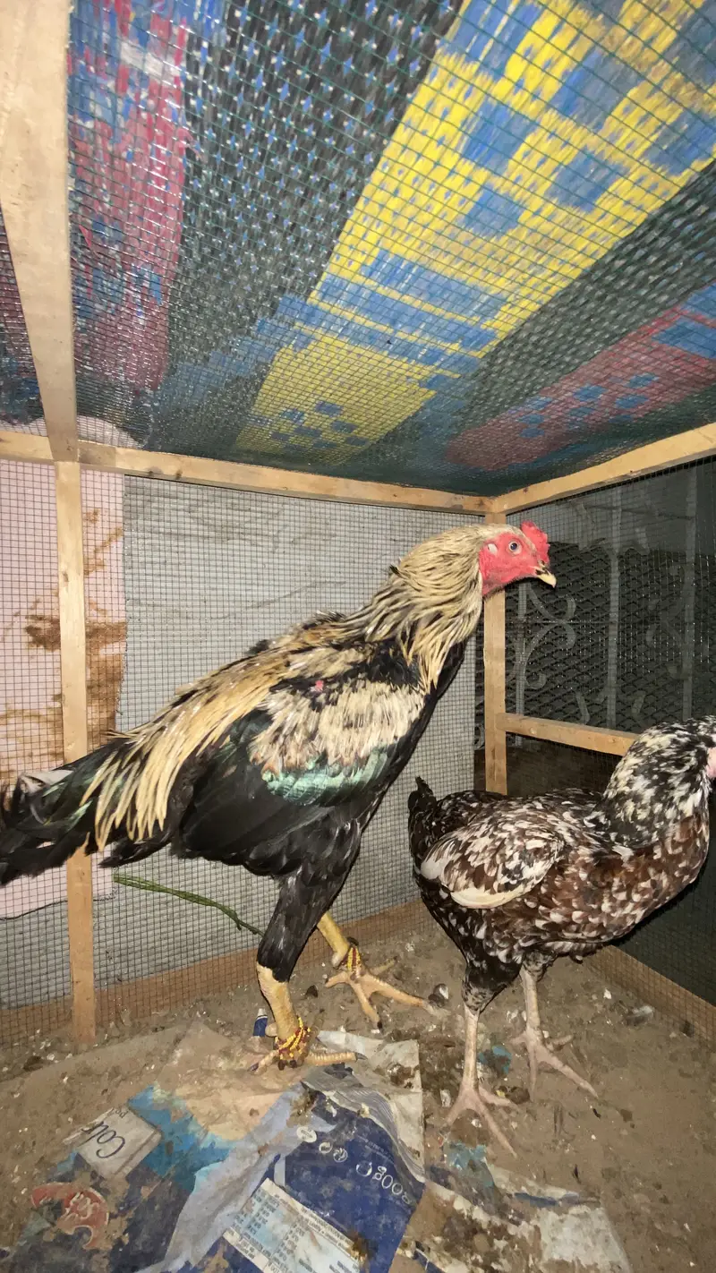 Aseel murga for sell — photo 5