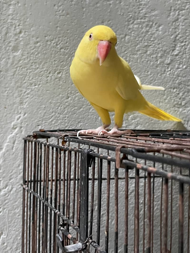 Yellow 0