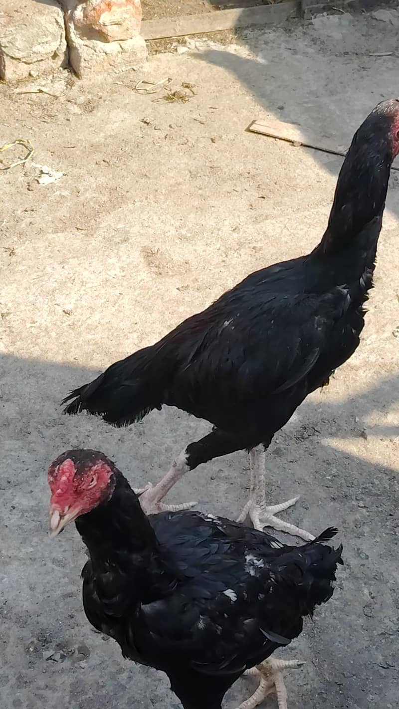 shamo 2