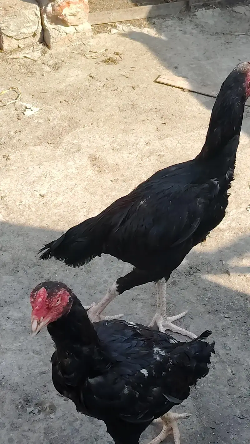 shamo — photo 3