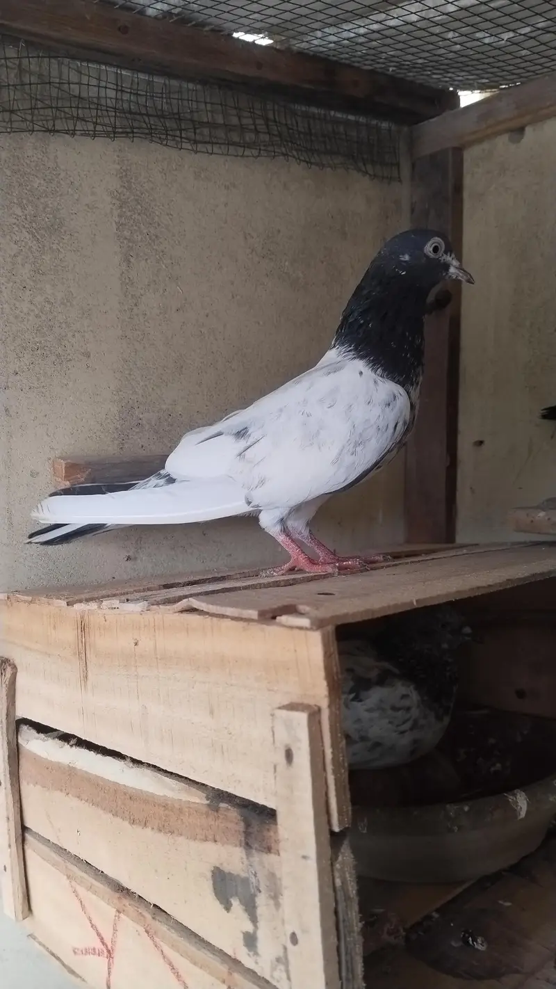 kabootar for seel — photo 2