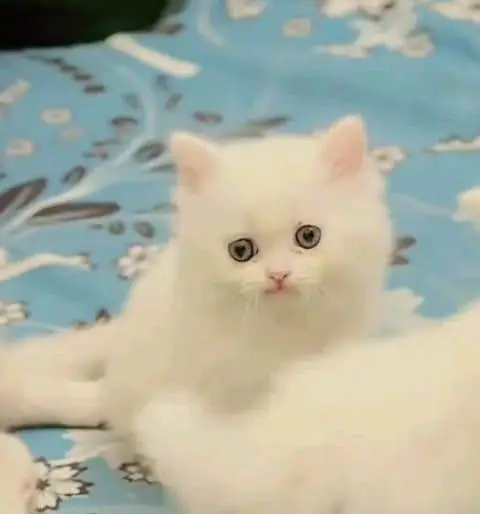 Persian cat for sale male or female my WhatsApp number0322=93=98=820 — photo 2