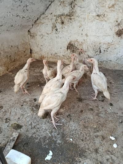 Heera Aseel  whatsapp 03447800020