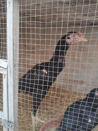 4 Healthy Aseel Chicks for Sale – 4 Months Old