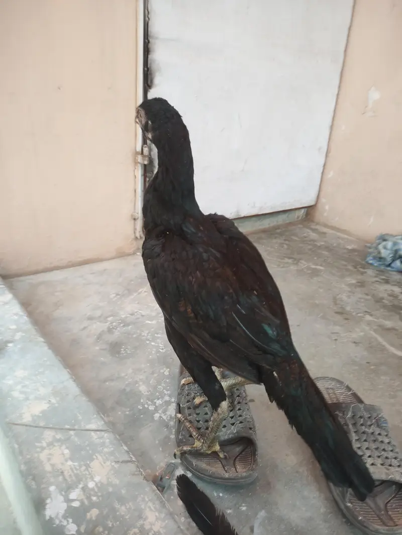 4 Healthy Aseel Chicks for Sale – 4 Months Old — photo 2