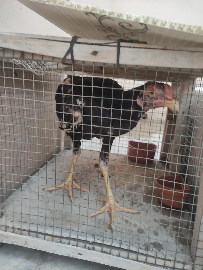 4 Healthy Aseel Chicks for Sale – 4 Months Old — photo 3