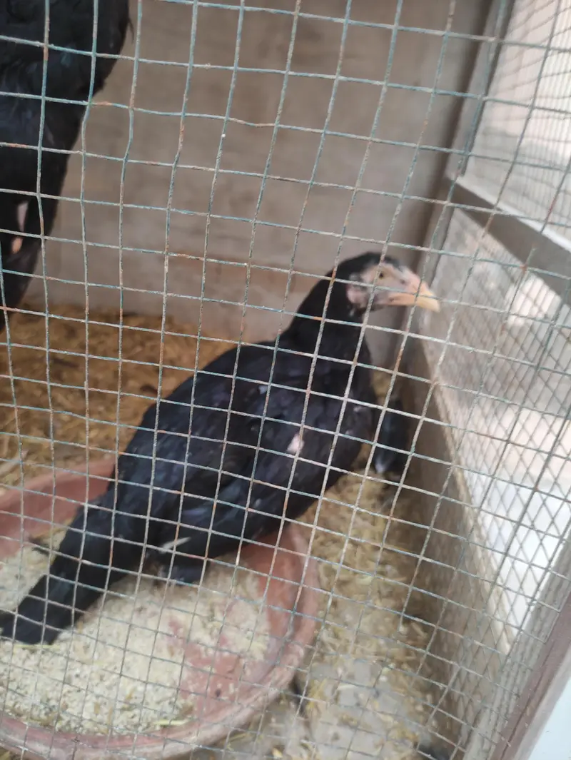 4 Healthy Aseel Chicks for Sale – 4 Months Old — photo 4