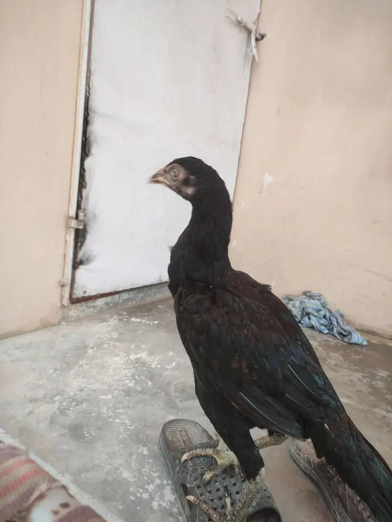 4 Healthy Aseel Chicks for Sale – 4 Months Old — photo 5