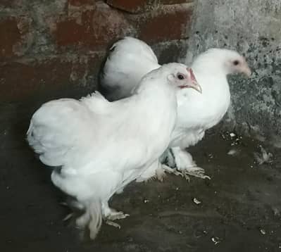 Bentiam female for sale