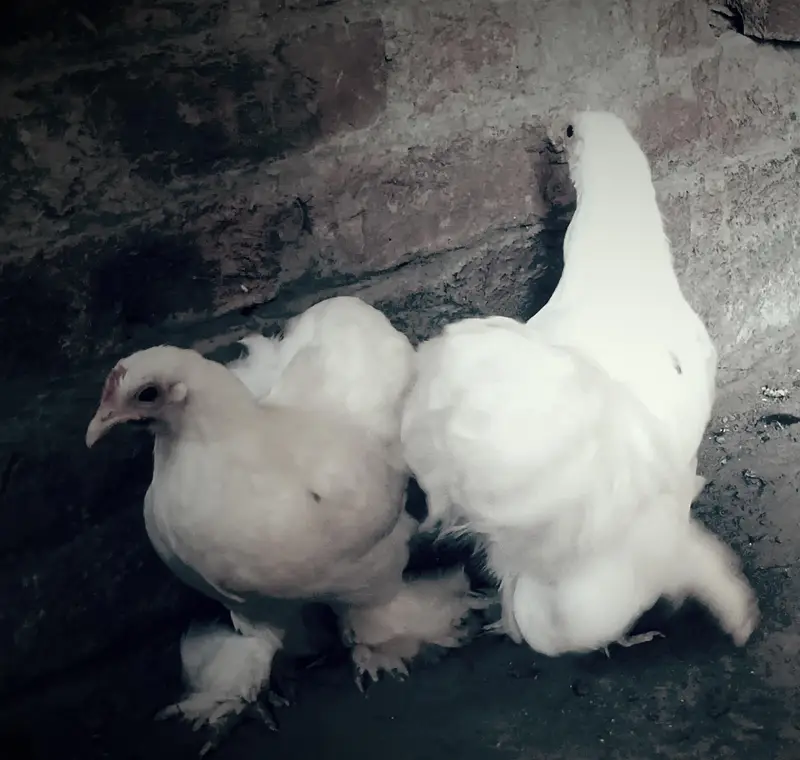 Bentiam female for sale — photo 2